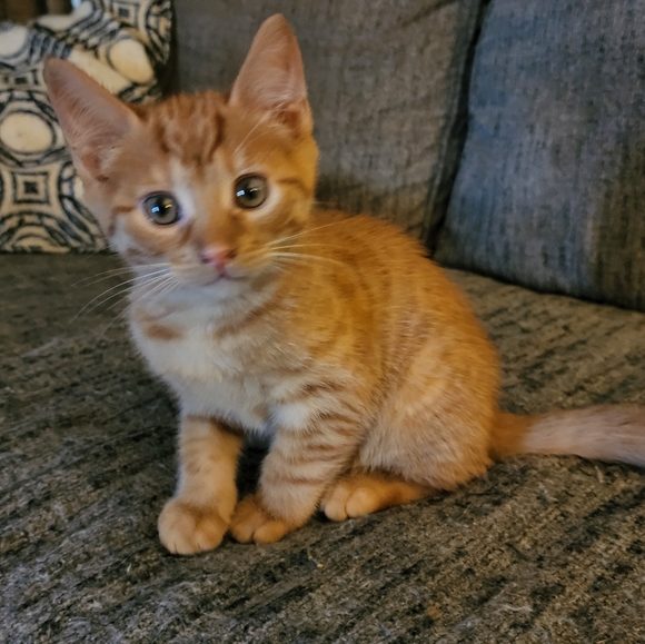 Save the kittens! - Picture 8 of 9